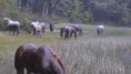 /album/fotogaleria-cabalgatas/a1497617-264952780328477-420490473-n-jpg/