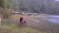 /album/fotogaleria-cabalgatas/a1544453-264953023661786-1357029515-n-jpg/
